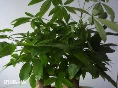 发财树叶子发黄是怎么回事(家里发财树黄叶原因及补救措施)-图片3